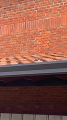 Pitangus sulphuratus