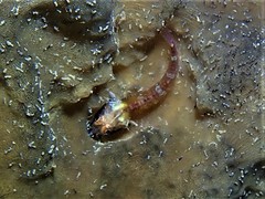Enneapterygius larsonae