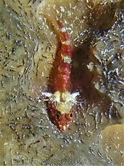 Enneapterygius larsonae
