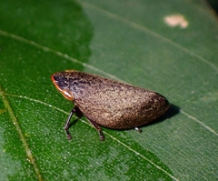 Plinia ampla