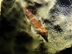 Enneapterygius larsonae