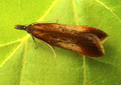 Dichomeris ustalella