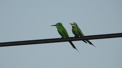 Merops persicus