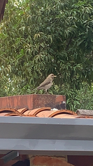 Turdus amaurochalinus