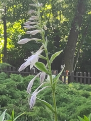 Campanula bononiensis