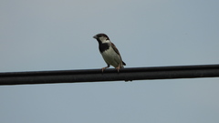 Passer domesticus