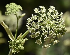 Angelica scabrida