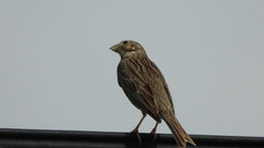Emberiza calandra