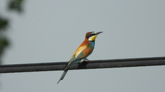 Merops apiaster