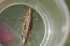 Chorthippus apicalis