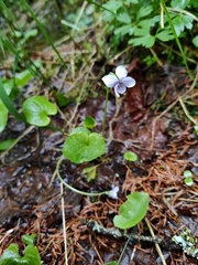 Viola epipsila