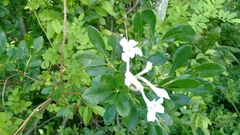 Rhododendron arborescens