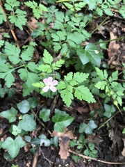 Geranium robertianum