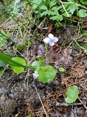 Viola epipsila