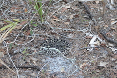 Crotalus adamanteus