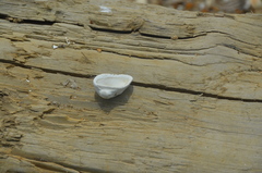 Crepidula plana