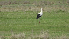 Ciconia ciconia