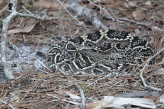 Crotalus adamanteus