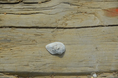 Crepidula plana
