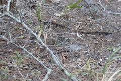 Crotalus adamanteus