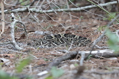 Crotalus adamanteus