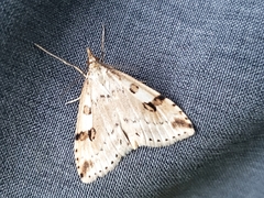 Udea washingtonalis