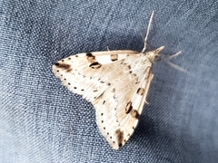 Udea washingtonalis