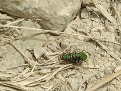Cicindela