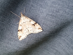 Udea washingtonalis