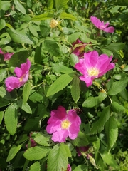 Rosa × majorugosa