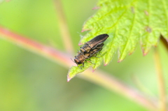 Agrilus cuprescens