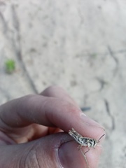 Dociostaurus brevicollis