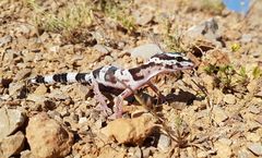 Eublepharis angramainyu