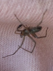 Pisaura mirabilis