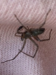 Pisaura mirabilis