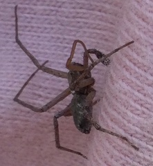 Pisaura mirabilis