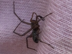 Pisaura mirabilis