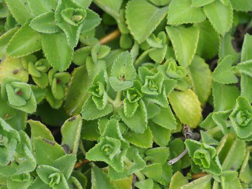 Coleus amboinicus