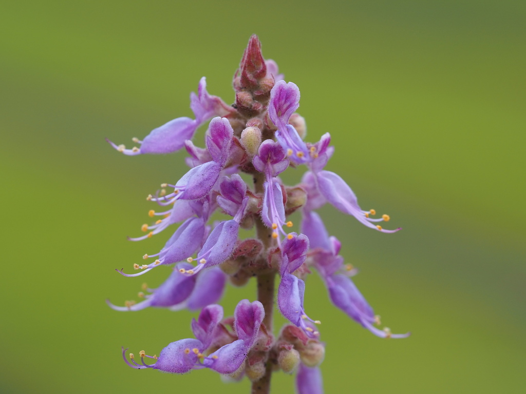 Plectranthus amboinicus