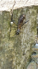 Tremex magus