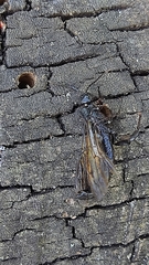 Tremex magus