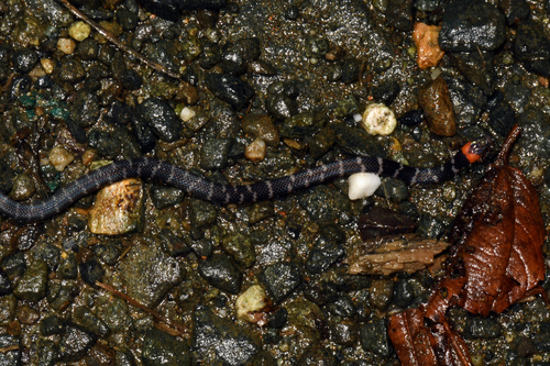 Clark's Ground Snake