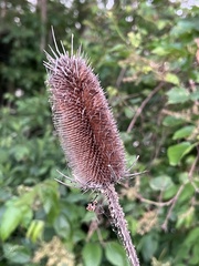 Dipsacus laciniatus