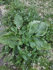 Plantago major