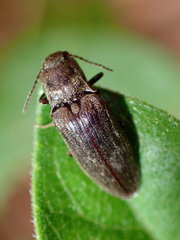 Dixicollis divaricatus