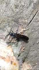 Tremex magus