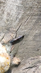 Tremex magus
