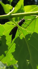 Tremex magus