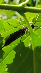 Tremex magus