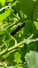 Tremex magus